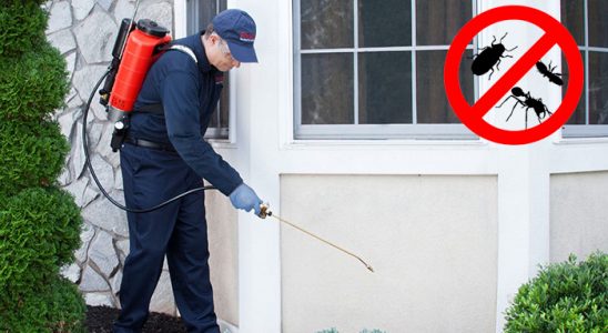 Kilimli Karınca İlaçlama böcek ilaçlama ve haşere kontrolü — ilaclama-tr.com